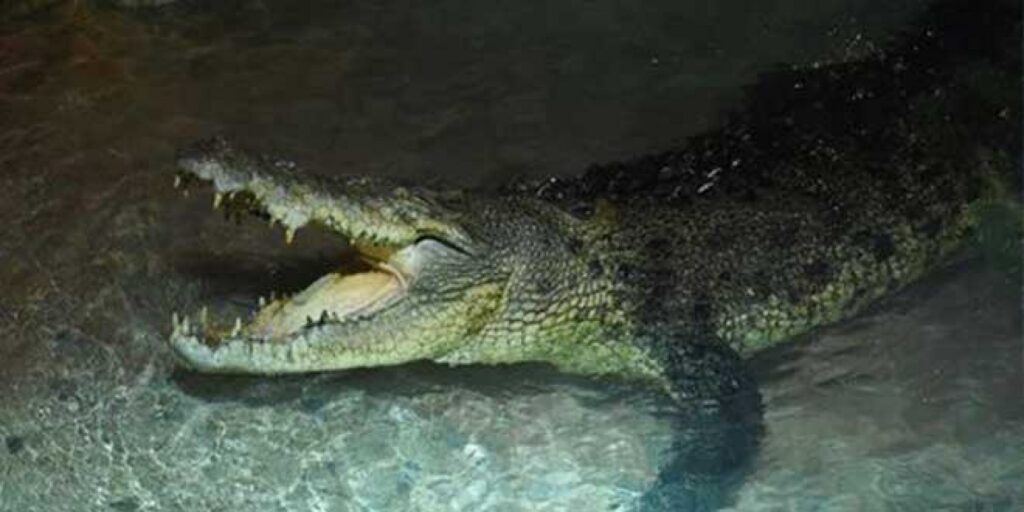 Dubai-Mall-Krokodil-aqaurium