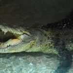 Dubai-Mall-Krokodil-aqaurium